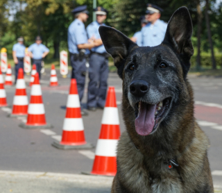 Diensthund im Einsatz
