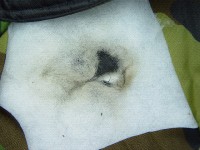 Beschädigung einer Jacke durch Beschuss mit einer Gas- und Schreckschusswaffe