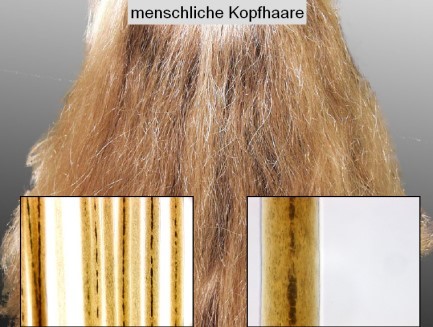 menschliche Kopfhaare