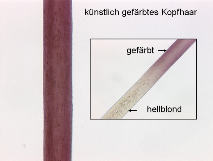 Mikroskopische Aufnahmen von einem gefärbten Kopfhaar